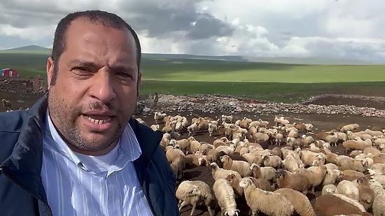 Georgian Lamb for Egypt